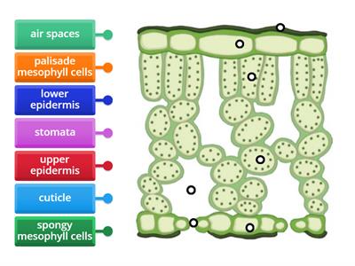 GCSE Biology Cross Section of a Leaf