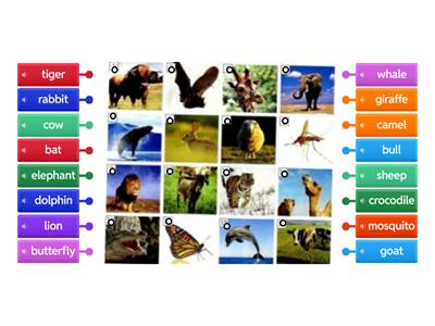 Animals 1 Pre-Intermediate