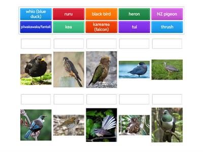 Birds in New Zealand 