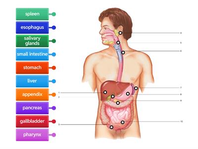 Digestive System Label