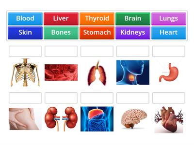 ESL Organs & Body Parts
