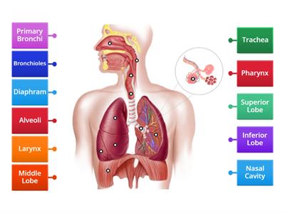 Label the Respiratory System