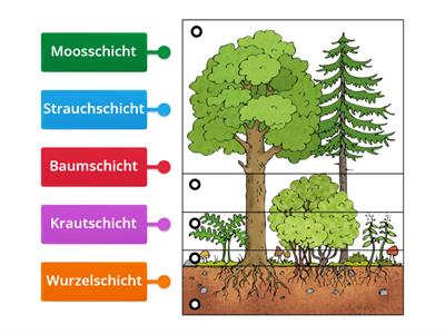 Schichten des Waldes