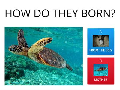 LIFE CYCLE OF A TURTLE 