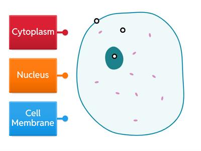 CfE   S1 Animal Cell to Label