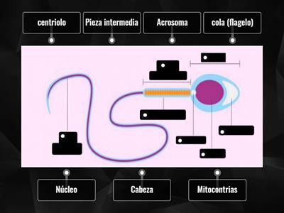 Estructura del espermatozoide