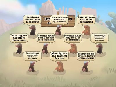 Mendelian Genetics Whack-a-Mole F2025