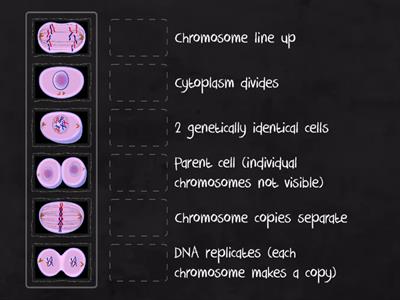 Mitosis