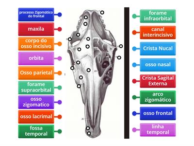 crânio vista dorsal