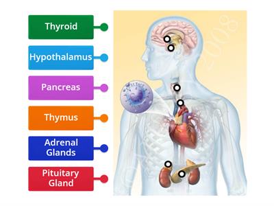 Endocrine System