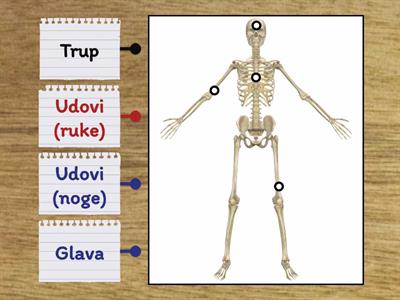 Glavni dijelovi tijela - glava trup i udovi