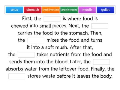 Digestive System: parts and functions