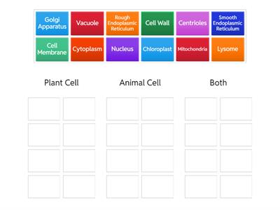 Plant and Animal Cell