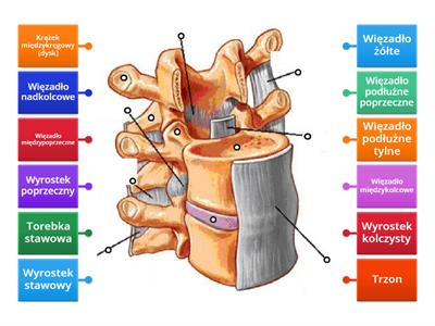 Budowa kręgosłupa