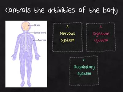Nervous system