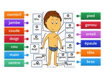 Vocabulaire: Parties du corps humain