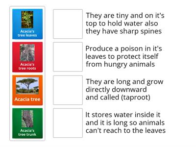 acacia tree adaptation 