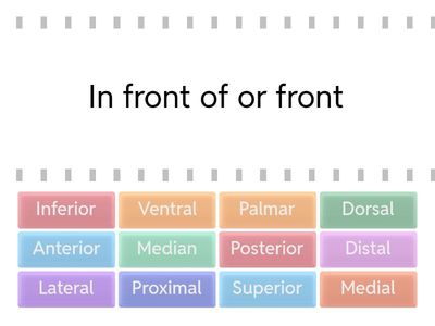 Anatomical Terminology-Directional Terms 