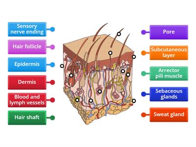 Level 2 Skin Diagram 