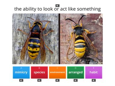 4th U2 W2 Vocabulary 