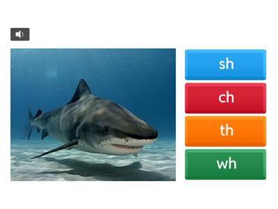 Digraphs sh, ch, th, wh 