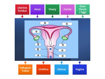 The Female Reproductive System 