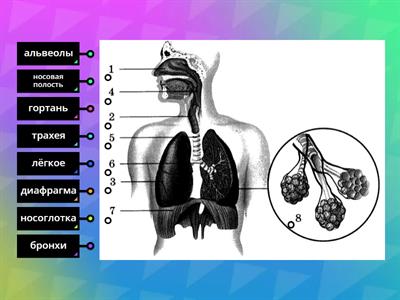 дыхательная система 1