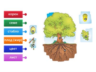 Први разред  Делови тела биљака - храст