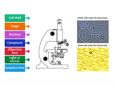  S1 BGE Microscope Labelled Diagram