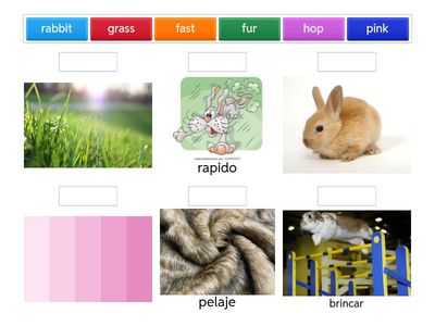 Rabbit vs. Hare Words