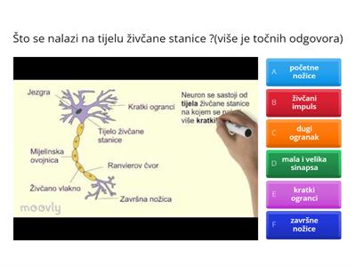  BIOLOGIJA-ŽIVČANI SUSTAV,OSJETILA 