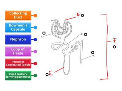 The Nephron (Edexcel iGCSE)