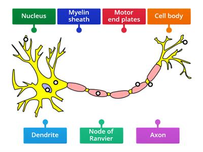 IB Motor neuron labelling