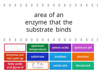 Enzymes