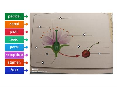 Parts of a flower