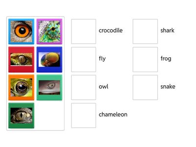 Match the animals in the box with photos 1-13 in the eye to eye quiz