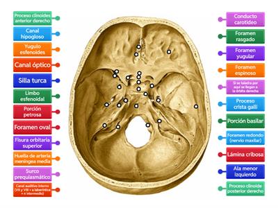 Vista superior: Base de cráneo