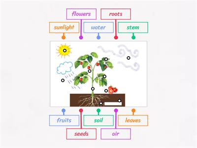 Parts of the plant