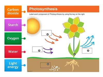 Photosynthesis Labelling Diagram