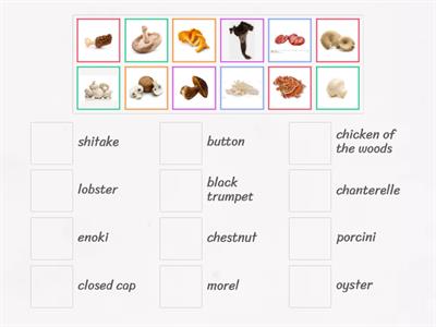 Types of mushrooms 