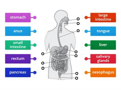 Labeling the Digestive System  Year 4