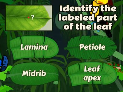 Quiz on leaf