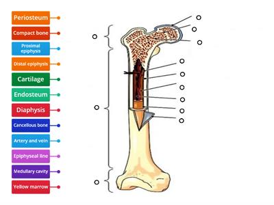 C02. Skeletal. Sys. (2) Long Bone