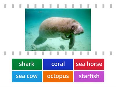 City stars 4. Sea animals