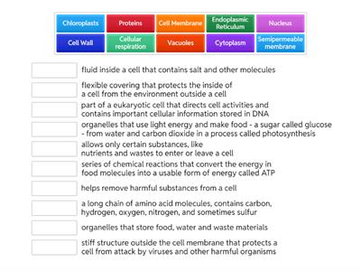 Cell Structure and Function