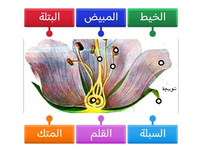 أجزاء الزهرة