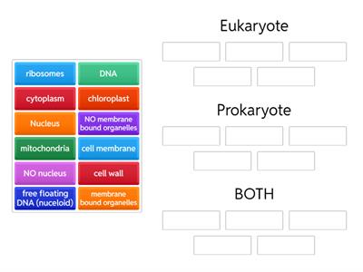 Eukaryote vs prokaryote