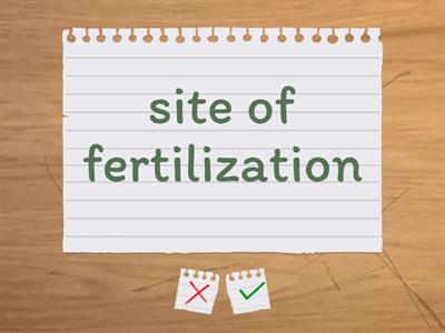 Female Reproductive System functions