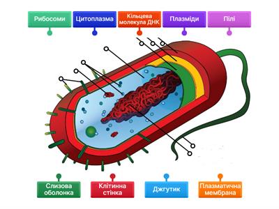Будова бактерії