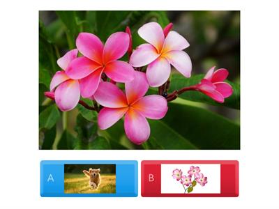 Non-identical Matching 